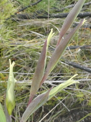 Gladiolus undulatus