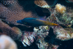 Pervagor aspricaudus