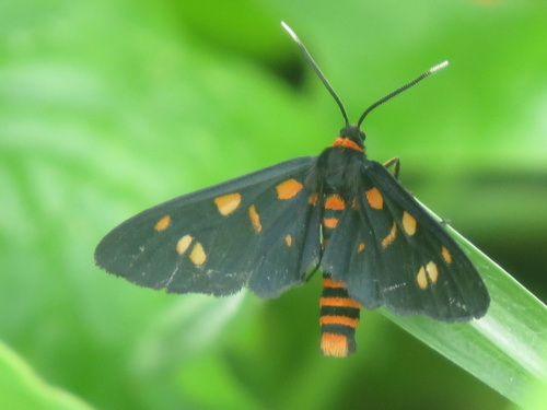 Amata phepsalotis