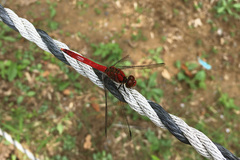 Sympetrum darwinianum