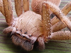 Neosparassus salacius