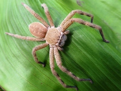 Neosparassus salacius