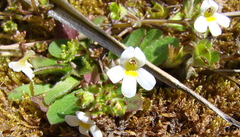 Euphrasia australis