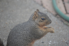 Sciurus niger