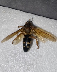 Sphecius speciosus
