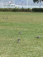 Gracupica nigricollis