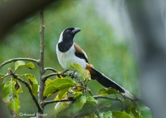 Dendrocitta leucogastra