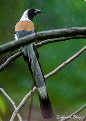 Dendrocitta leucogastra