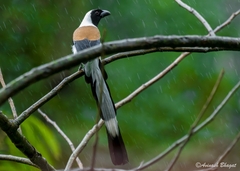 Dendrocitta leucogastra