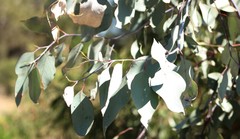 Eucalyptus albens