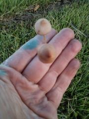 Panaeolus foenisecii