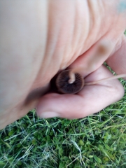 Panaeolus foenisecii