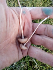 Panaeolus foenisecii