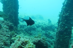 Cochleoceps bicolor