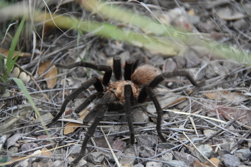 Texas brown tarantula