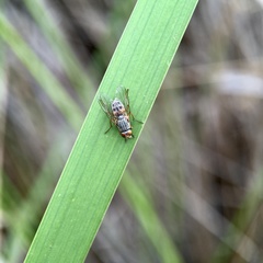 Pygophora apicalis
