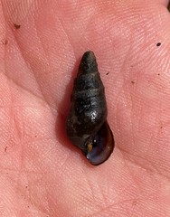 Elimia ucheensis