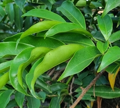 Artabotrys hexapetalus