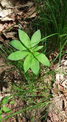 Lilium tsingtauense