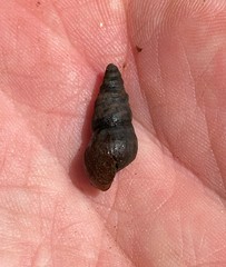 Elimia ucheensis