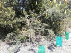 Jacksonia furcellata