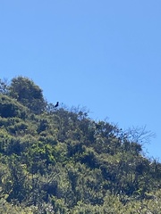 Zanda funerea xanthanota