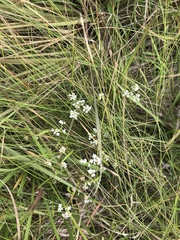 Limnosciadium pumilum