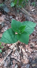 Phlomoides umbrosa