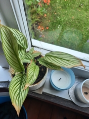 Goeppertia elliptica