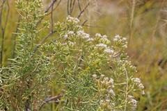 Ericameria albida
