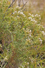 Ericameria albida