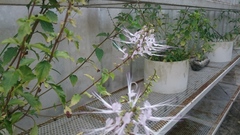 Orthosiphon aristatus aristatus