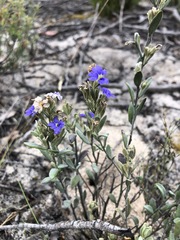 Dampiera lanceolata