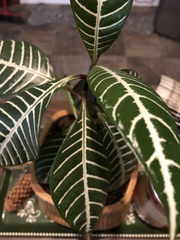 Aphelandra squarrosa