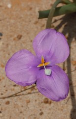 Patersonia juncea