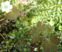 Geranium microphyllum