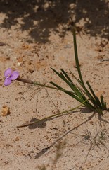 Patersonia juncea