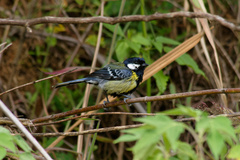 Parus monticolus