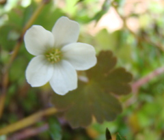 Geranium microphyllum