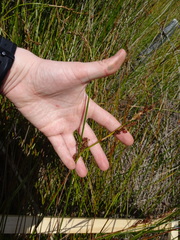 Machaerina rubiginosa