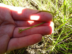 Isolepis distigmatosa