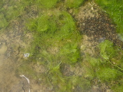 Ulva compressa