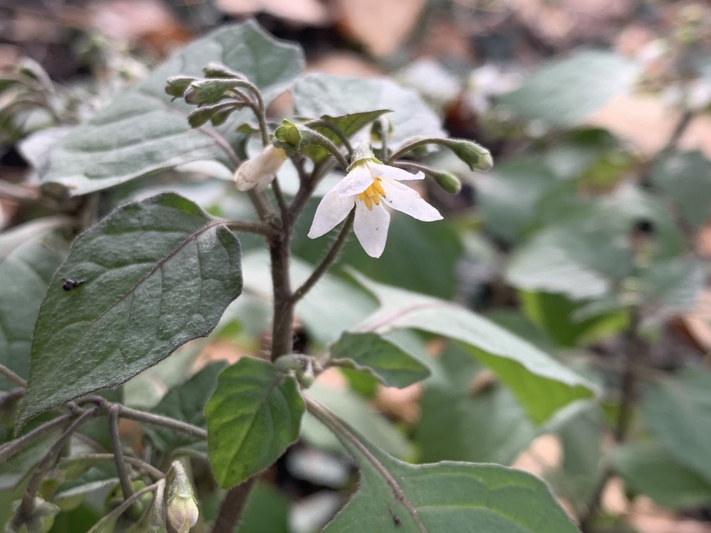 black nightshade from Diagonal Ave S, Seattle, WA, US on November 23 ...