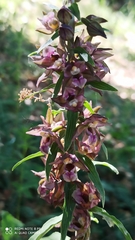 Epipactis