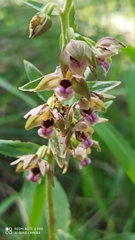 Epipactis