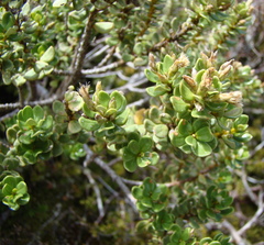 Olearia nummulariifolia