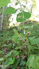 Epipactis