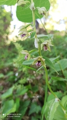 Epipactis