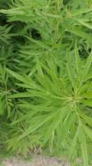 Artemisia lancea