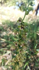 Epipactis
